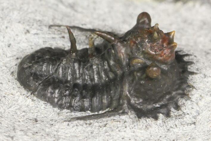 Rare Otarionella Trilobite - Jebel Oudriss, Morocco #171021